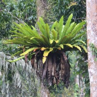 Asplenium nidoides  Fraser-Jenk. & Kandel